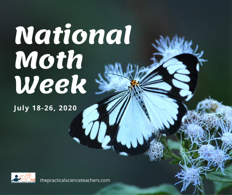 It's National Moth Week! Take Time to Celebrate Fabulous Moths!